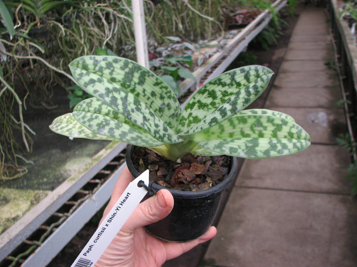 Paphiopedilum curtisii x Shin-Yi Heart.jpg