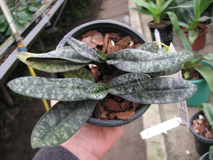 Paphiopedilum Ho Chi Minh (delenatii x vietnamense).jpg