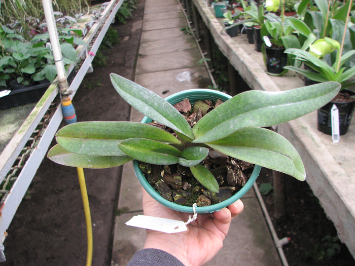 Paphiopedilum delenatii x Paphiopedilum Deena Nicol 'In-Charm'.jpg
