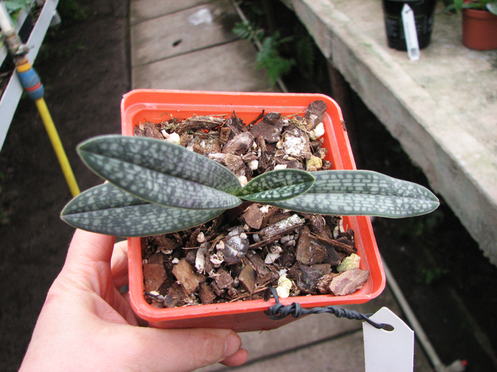 Paphiopedilum micranthum.jpg