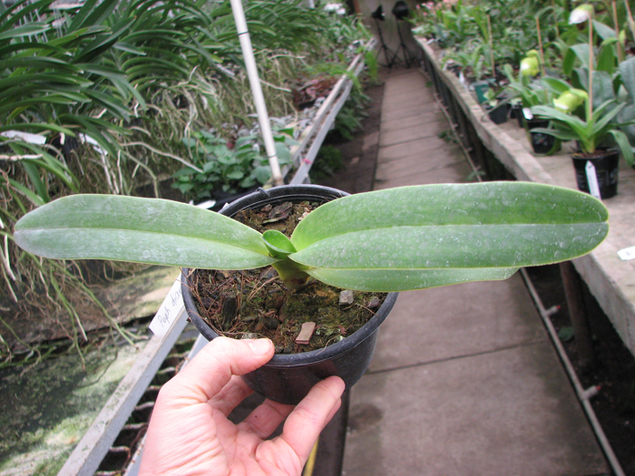 Paphiopedilum dianthum.jpg