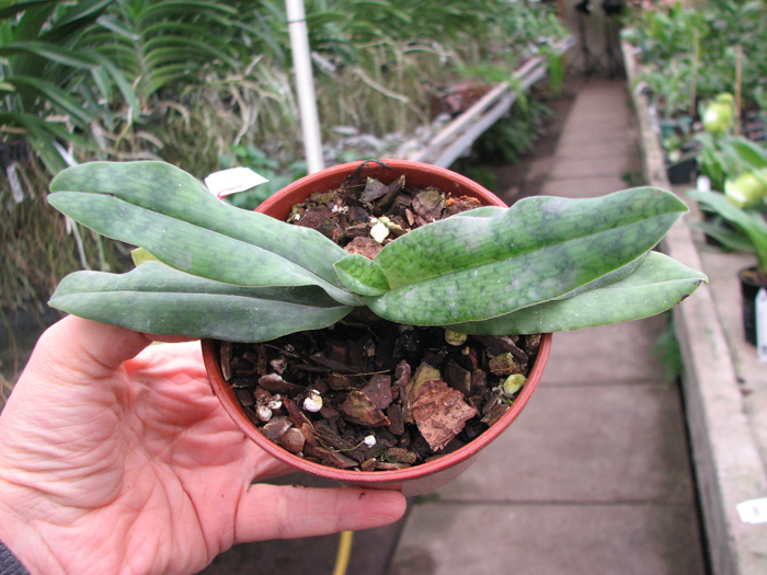 Paphiopedilum Memoria Larry Heuer (malipoense x emersonii).jpg