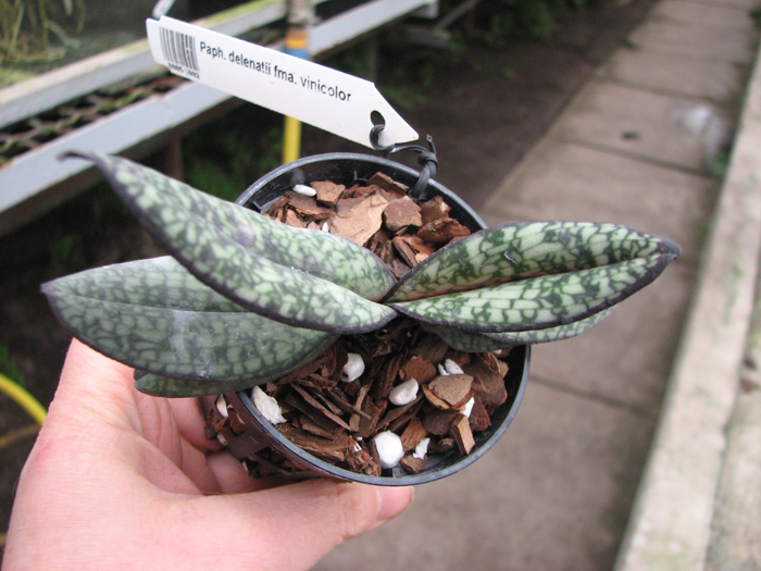 Paphiopedilum delenatii fma vinicolor.jpg
