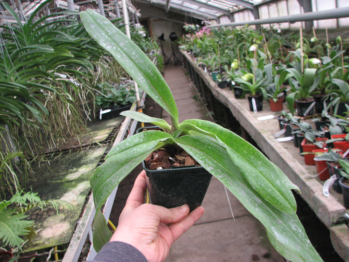 Paphiopedilum spicerianum.jpg