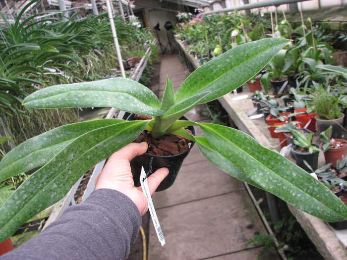 Paphiopedilum sukhakulii x kolopakingii.jpg
