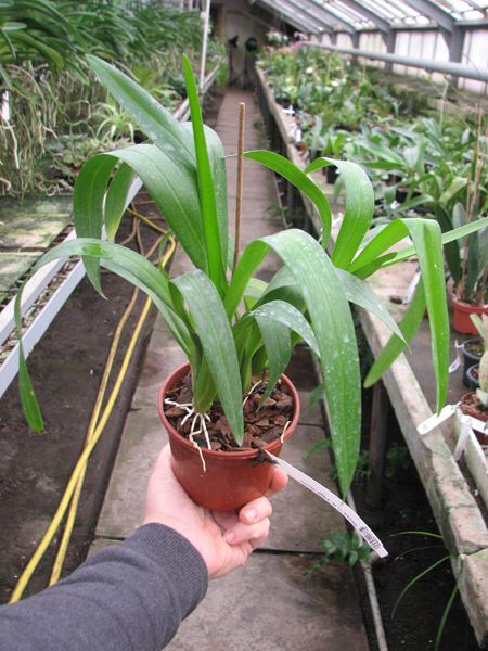 Miltassia C M Fitch 'Izumi'.jpg