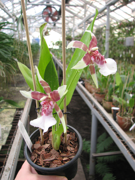 Beallara Tahoma Glacier 'Green'.jpg
