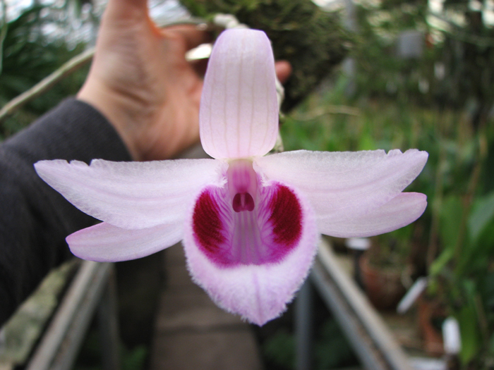 Dendrobium anosmum.jpg