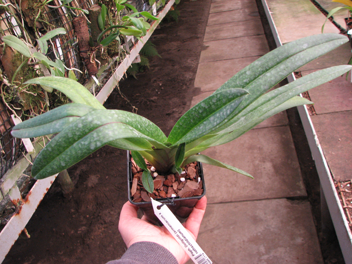 Paphiopedilum Dollgoldi (armeniacum x rothschildianum).jpg