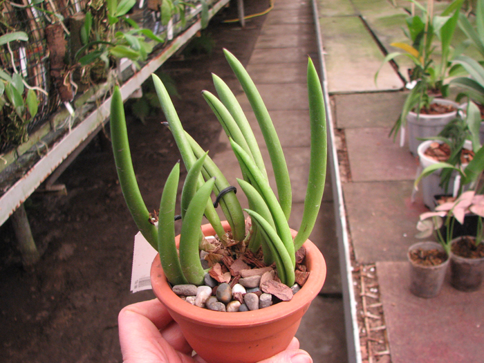 Pleurothallis teres.jpg