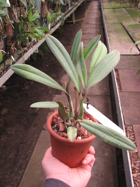 Laelia flava.jpg
