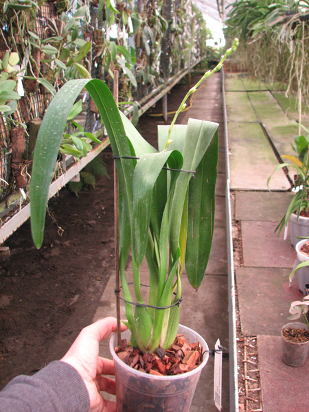 Wilsonara Pacific Panache 'Kenny Boy'.jpg