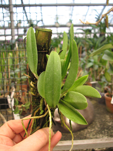 Laelia sincorana.jpg