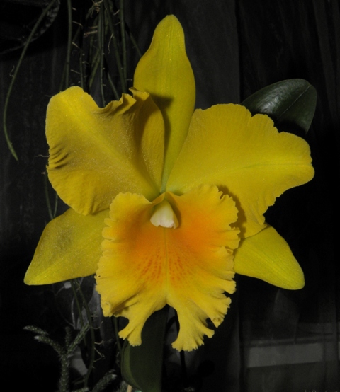 Potinara Haw Yuan Gold 'YC#2'