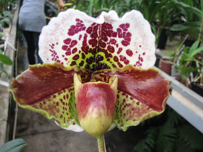 Paphiopedilum Shining World x Memory Heinrich Duerbusch.jpg