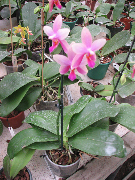 Phalaenopsis Liodoro (Phalaenopsis Deventeriana x Phalaenopsis violacea).jpg
