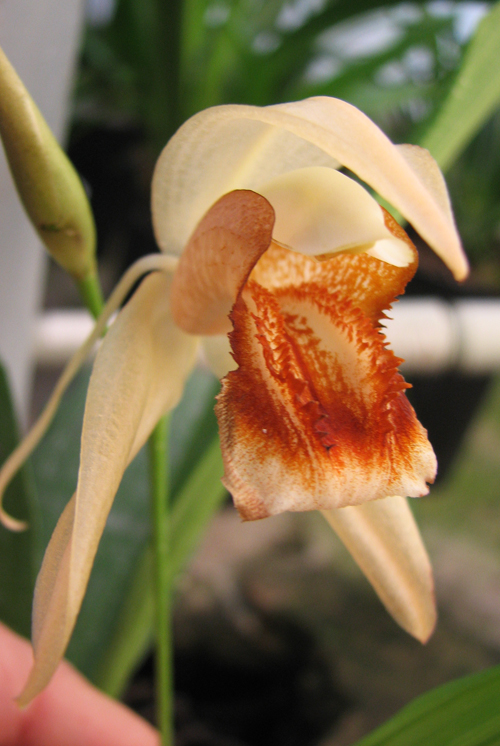Coelogyne speciosa.jpg