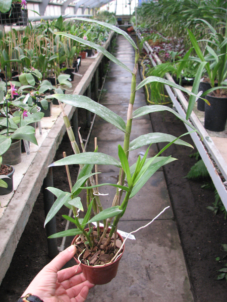 Dendrobium purpureum (white) x sib.jpg