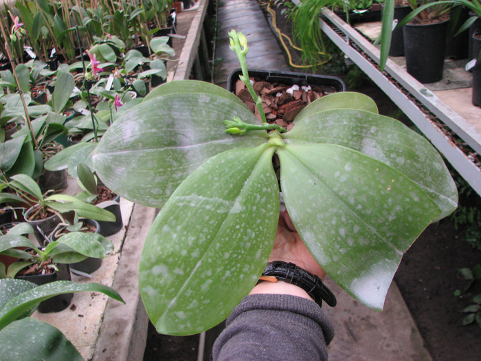 Phalaenopsis tetraspis 'C1' x Phalaenopsis KS Happy Eagle.jpg