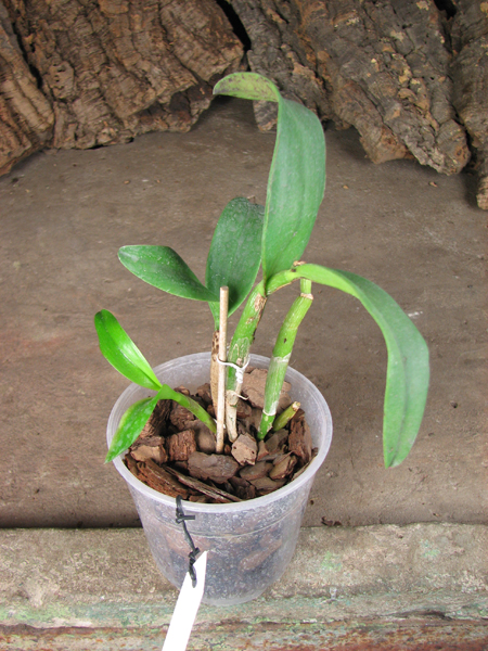 Pot Burana Angel 'Hsinying'.jpg
