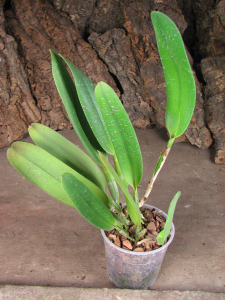 Blc Toshie Aoki 'Red Hsinying.jpg