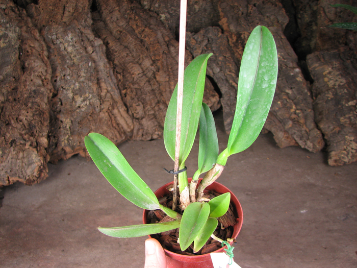 Brassolaeliocattleya Rugeley's Mill 'Mendenhall'.jpg