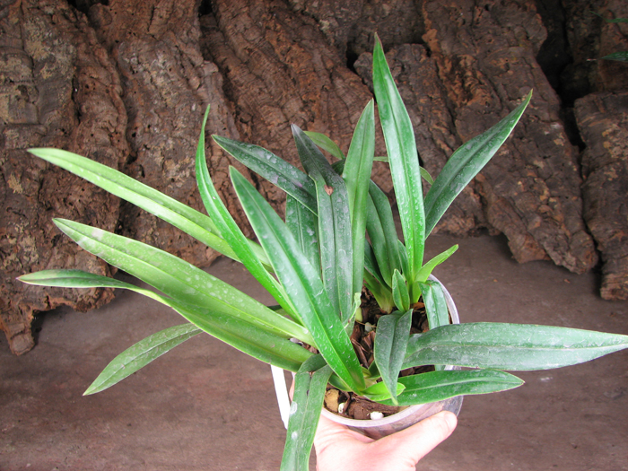 Phragmipedium Eumelia Arias (kovachii x schlimii).jpg