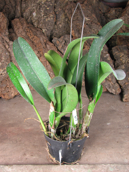 Blc Chia Lin 'New City.jpg