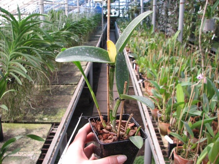 Cattleya intermedia sanguinea 'do Padre Vitus' x Cattleya intermedia flamea 'BF-96'.JPG