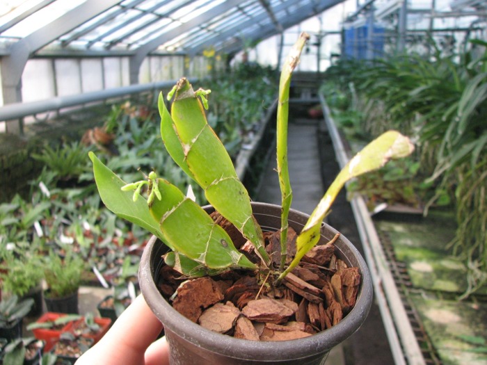 Dendrobium platycaulon.JPG