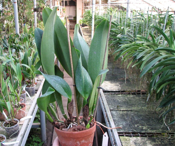 Cattleya White Diamond.JPG