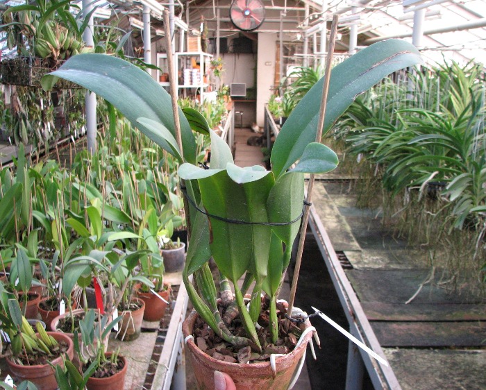 Cattleya Old Sierra (Old Whitey x Sierra Blanca).JPG