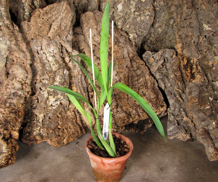 Anacheilium radiatum.JPG