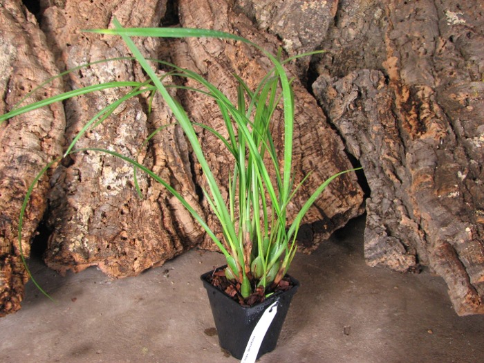 Maxillaria tenuifolia.JPG