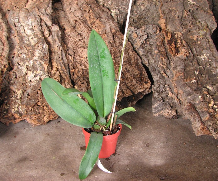 Psychopsis Mariposa 'Green Valley'.JPG