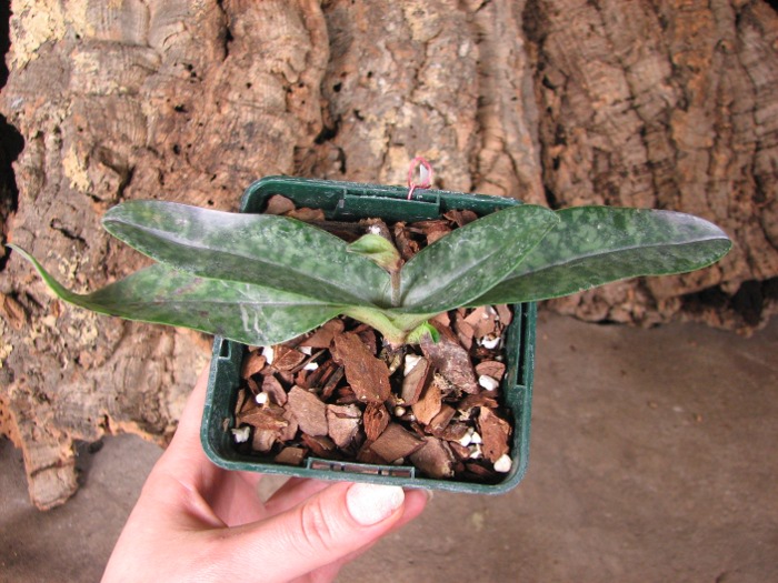 Paphiopedilum concolor.JPG