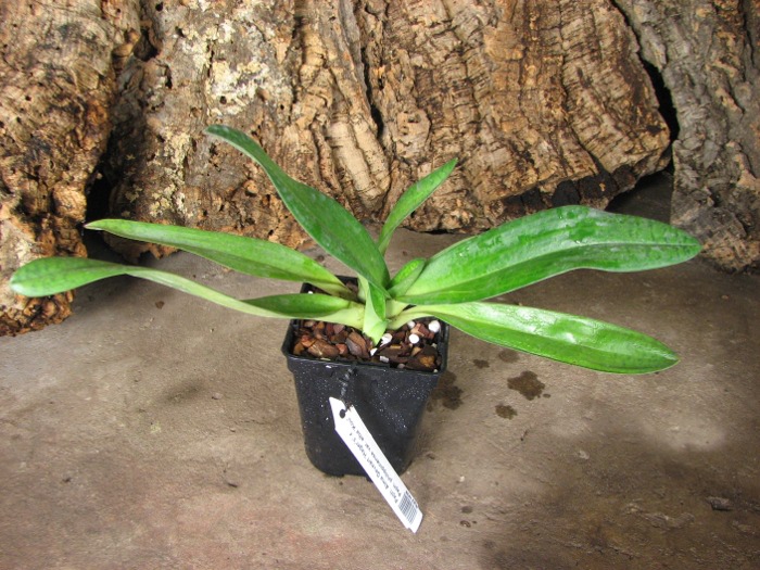 Paphiopedilum Alma Geveart 'Hager's' x Paphiopedilum philippinense var. alba 'Kou'.JPG