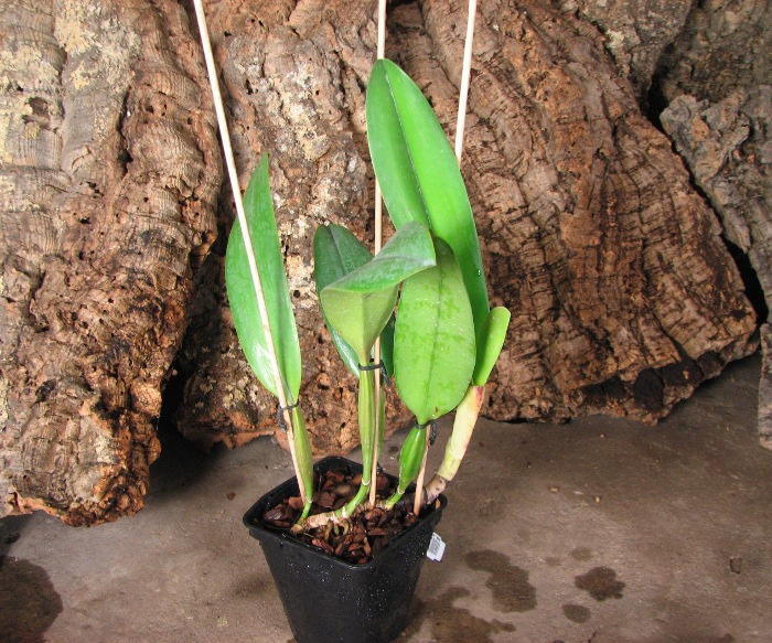 Cattleya schroederae albescens x Cattleya schroederae alba.JPG