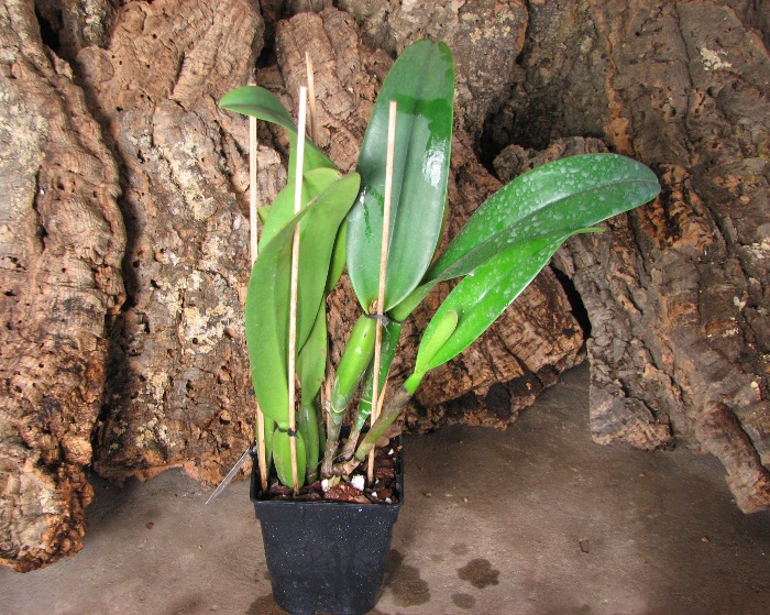 Cattleya Earl 'Imperialis' x Brassolaeliocattleya Ranger Six 'Aok' x Brassavola digbyana 'Mr. Pig'.JPG