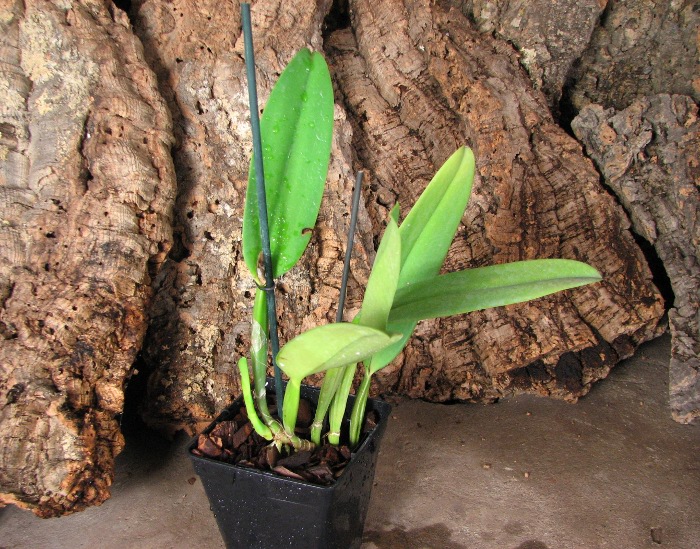Cattleya warneri suavissima 'Ricardo Bells' x Cattleya warneri alba 'Perim'.JPG