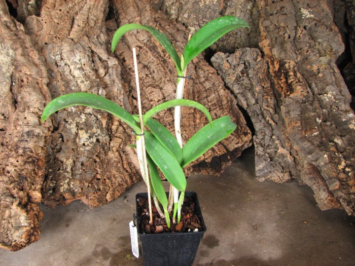 Cattlianthe Sagarik Wax 'Dark Africa' (Cattleya Summerland Girl x Cattlianthe Chocolate Drop).JPG