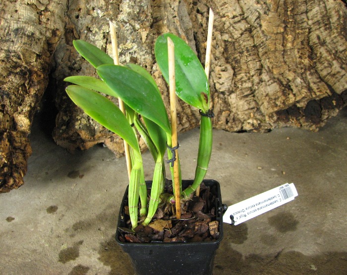 Cattleya lueddemanniana escura 'Roja' x Cattleya lueddemanniana escura 'Orinoco'.JPG