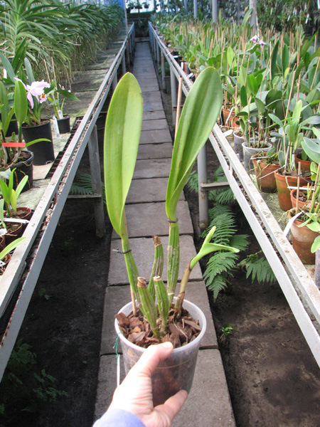 Brassolaeliocattleya Toshie's Magic 'Hsinying'.jpg