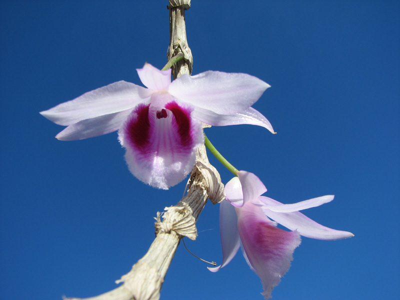 Dendrobium anosmum var giganteum.jpg