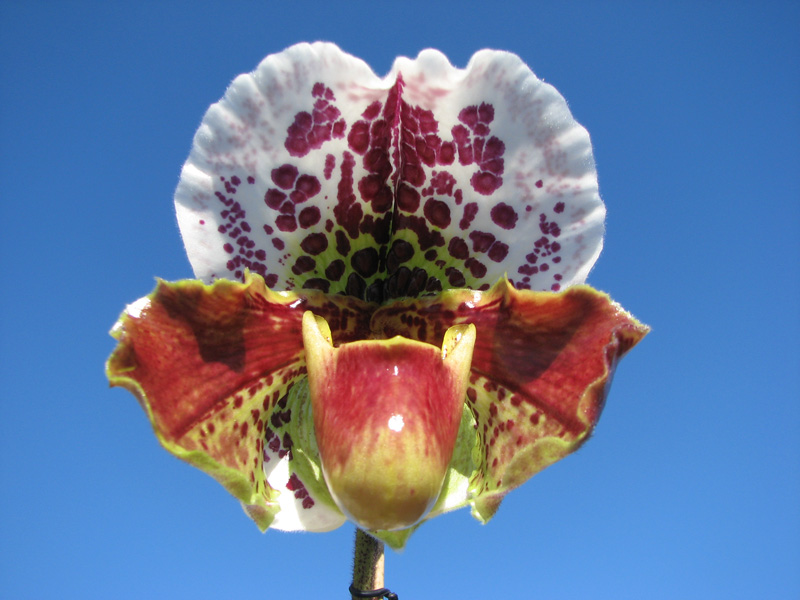 Paphiopedilum Shining World x Memory Heinrich Duerbusch.jpg