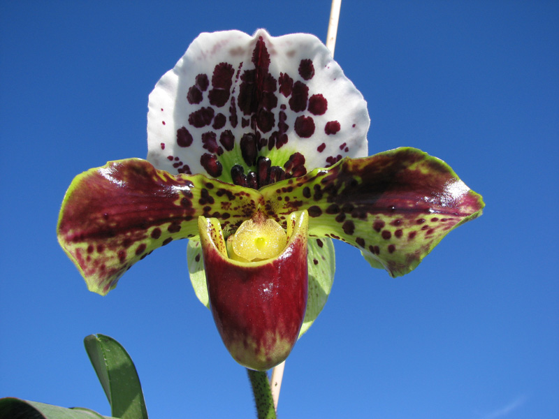Paphiopedilum Shining World x Small World x Surveyor.jpg