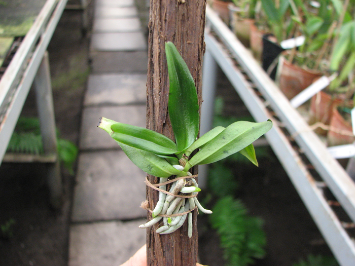 Aerangis rhodosticta.jpg
