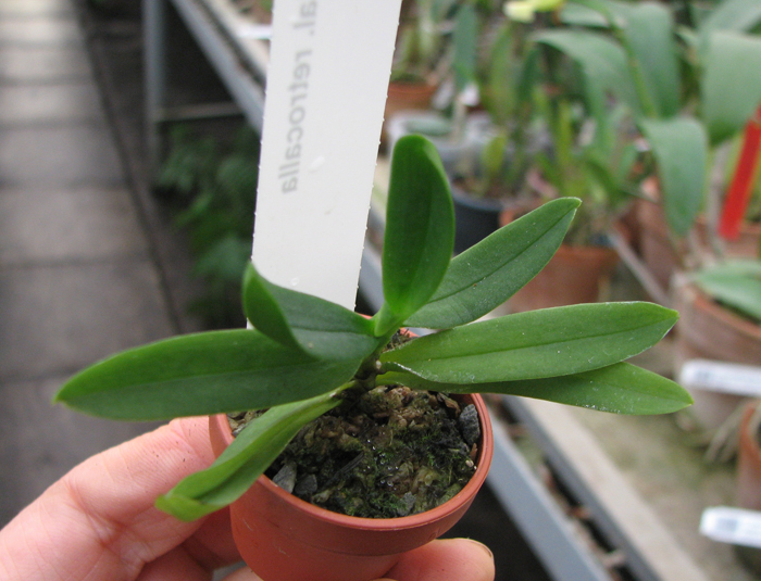 Haraella retrocalla.jpg