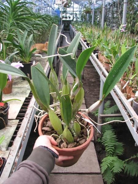 Laelia anceps Dawsonii f Chiapensis.jpg