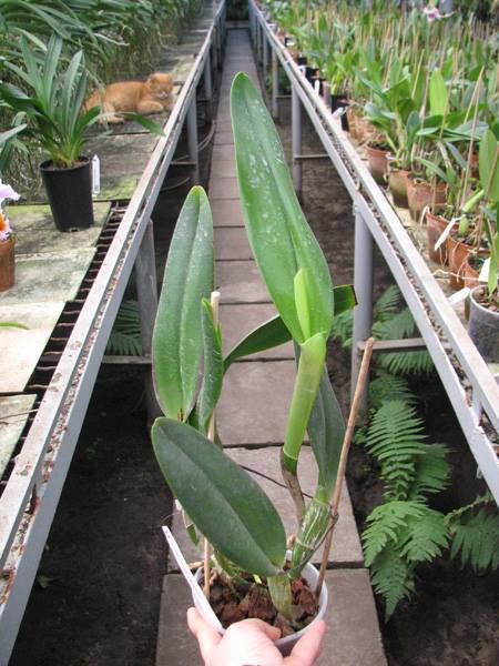 Epidendrum parkinsonianum x Brassavola digbyana.jpg